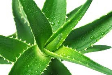ALOE-VERA Natalia Escabias