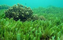 CHLORELLA Natalia Escabias