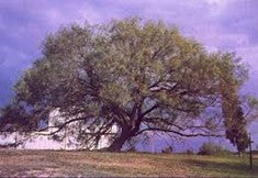 EL-MESQUITE Natalia Escabias